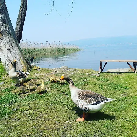 ベッド・アンド・ブレックファスト Osso Garden Bungalow *